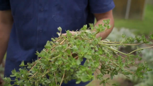 Purslane, a weed that's edible, tasty and nutritious