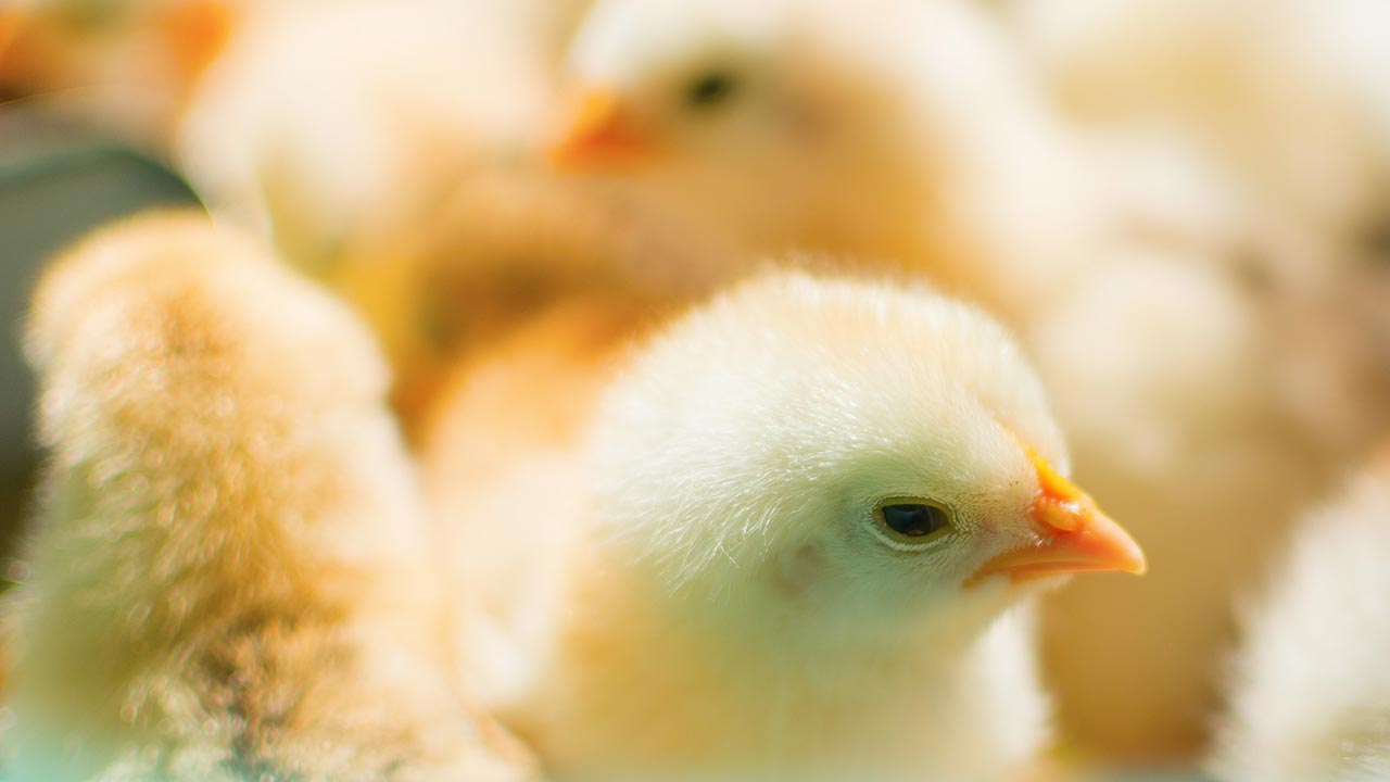 Bulk Gas for Chicken Growers Kleenheat