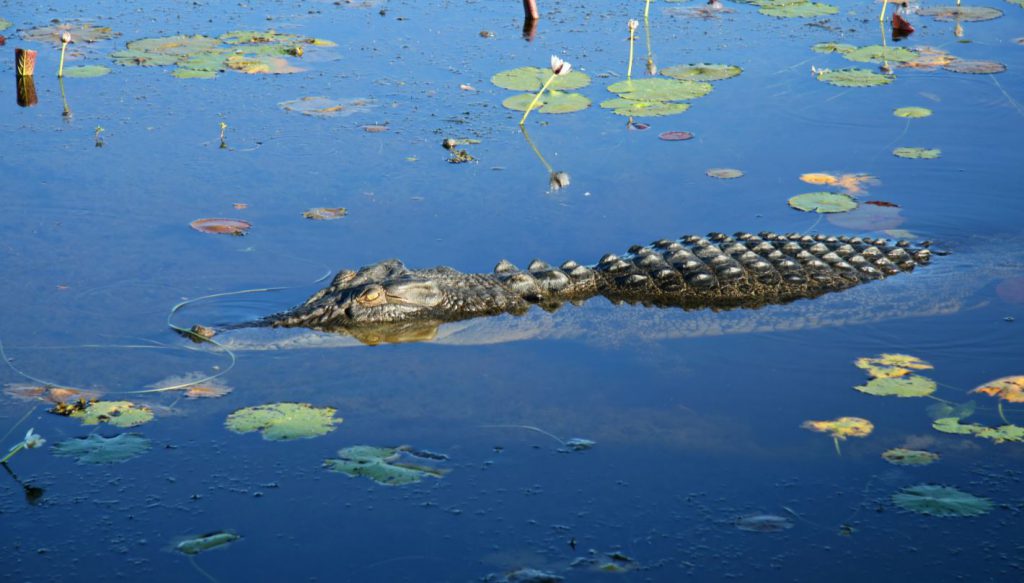 saltwater crocodile yellow water billabong NT