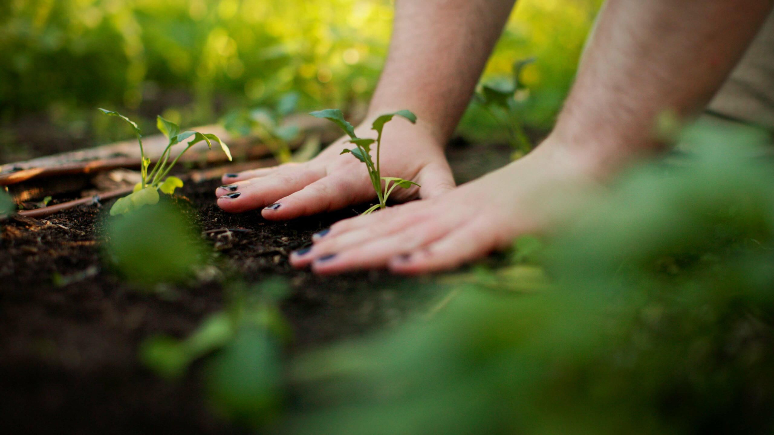 Murdoch Community Garden hands planting a seedling in garden bed